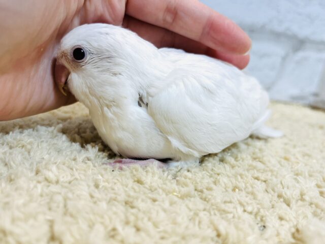 オキナインコ