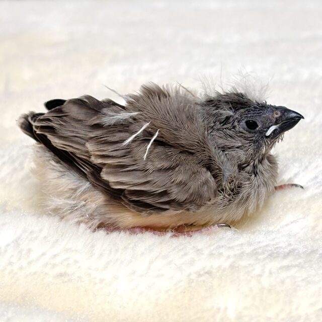 錦花鳥（キンカチョウ）