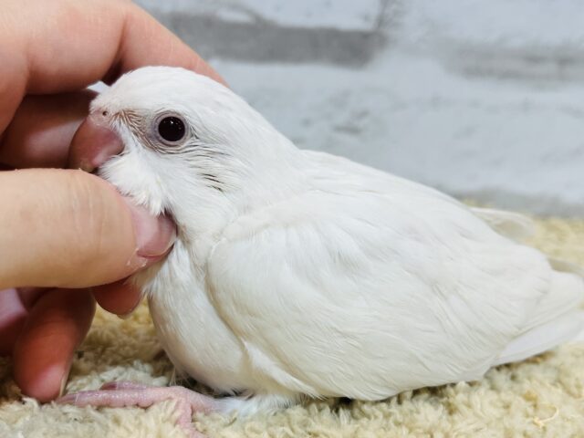 オキナインコ