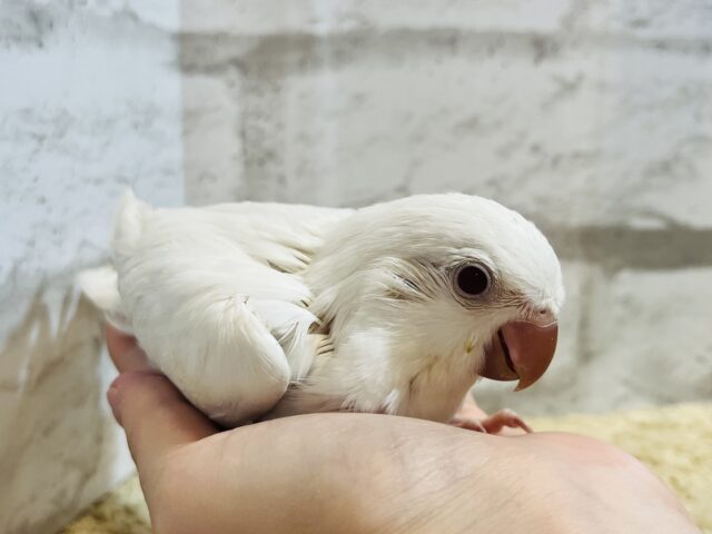 オキナインコ