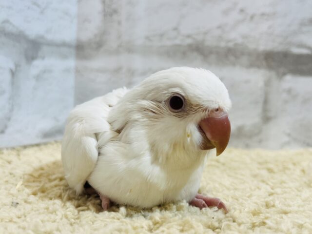 オキナインコ