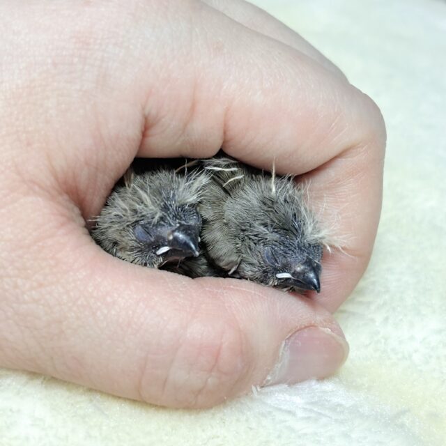 錦花鳥（キンカチョウ）