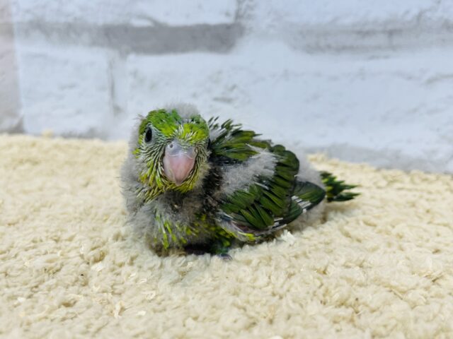 サザナミインコ