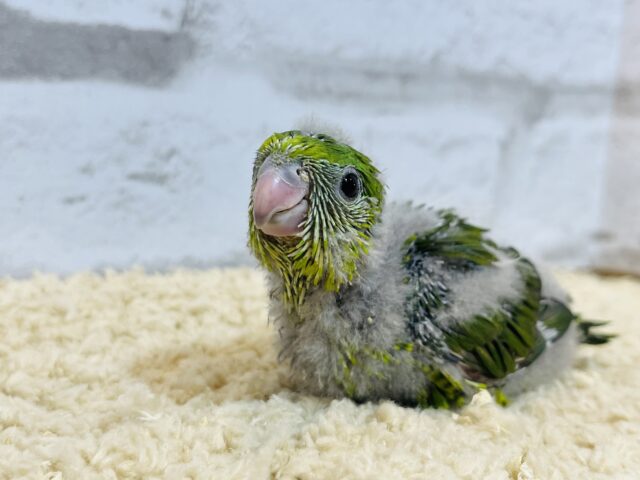 サザナミインコ