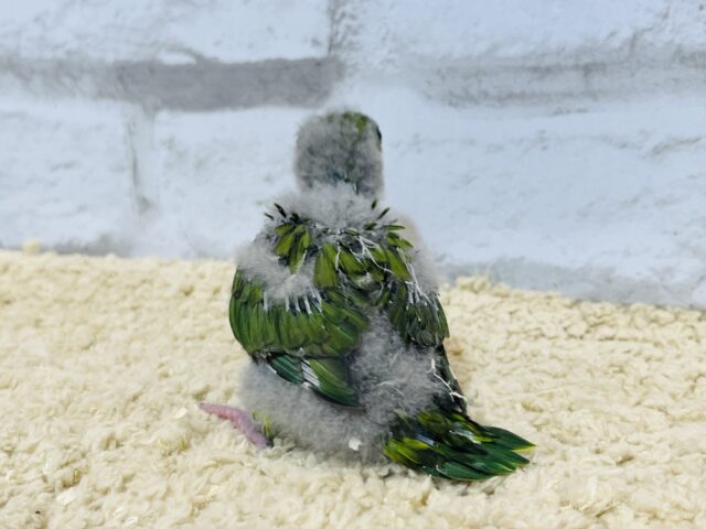 サザナミインコ