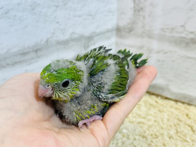 サザナミインコ