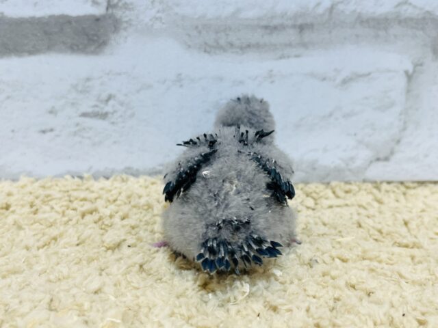 サザナミインコ