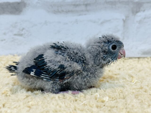 サザナミインコ