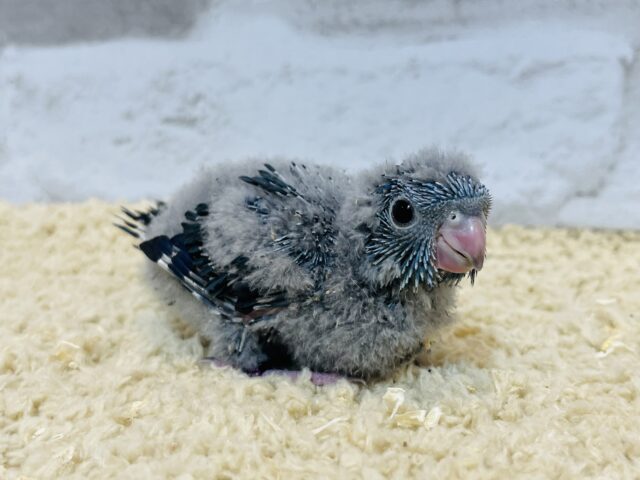 サザナミインコ