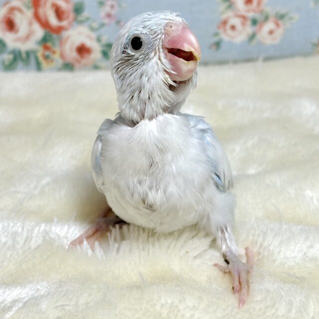 マメルリハ ホワイトライラックヘビーパイド 🤍️🫧・.。* マメルリハ