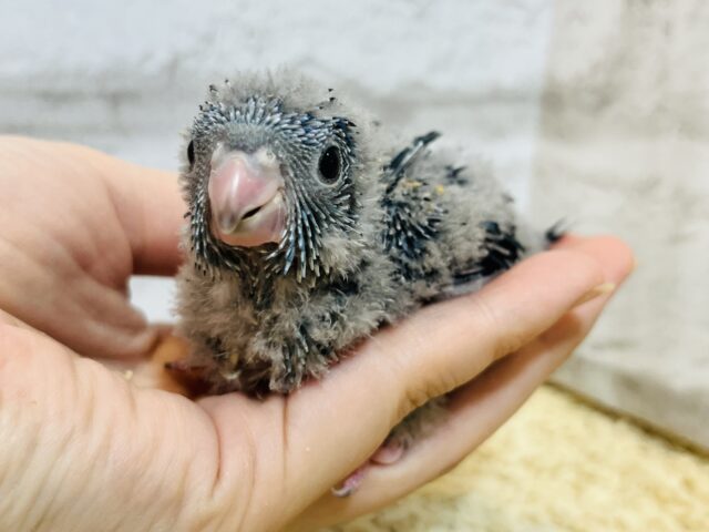 サザナミインコ