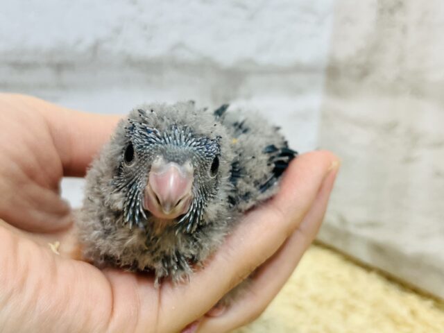 サザナミインコ