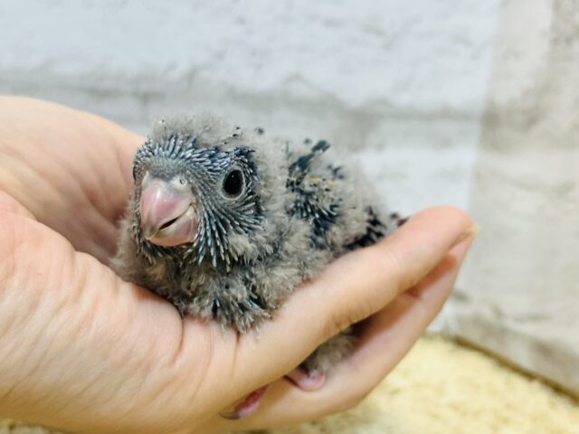 サザナミインコ