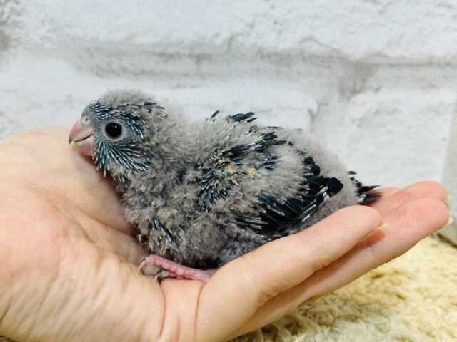 サザナミインコ