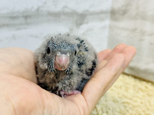 サザナミインコ