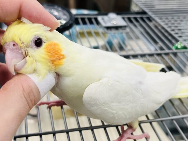 オカメインコ