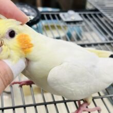 【最新画像・動画更新🪄】赤目の魅力に沼っちゃう♡♡オカメインコ(ルチノー) ヒナ