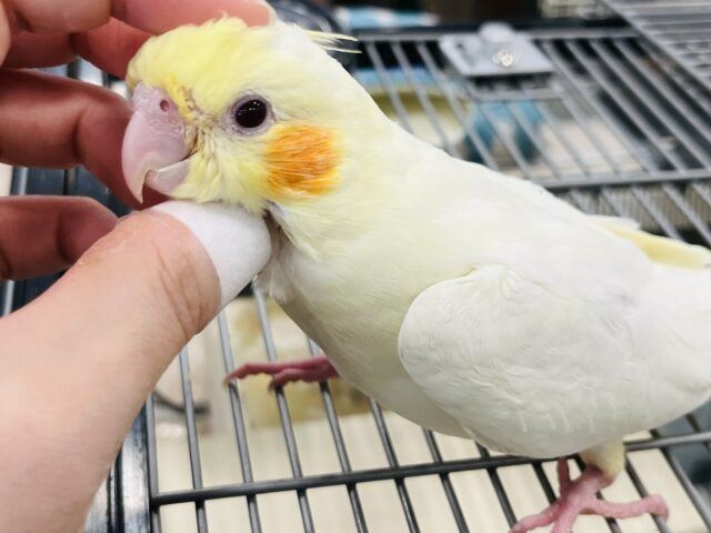 オカメインコ