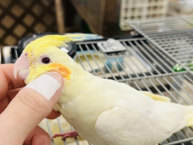 オカメインコ