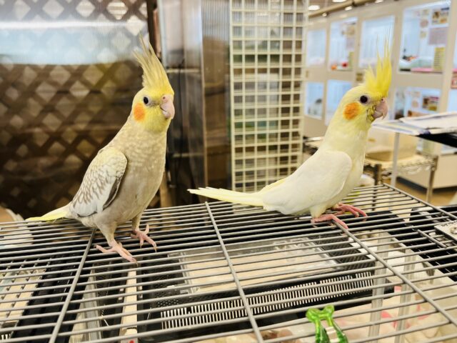 オカメインコ