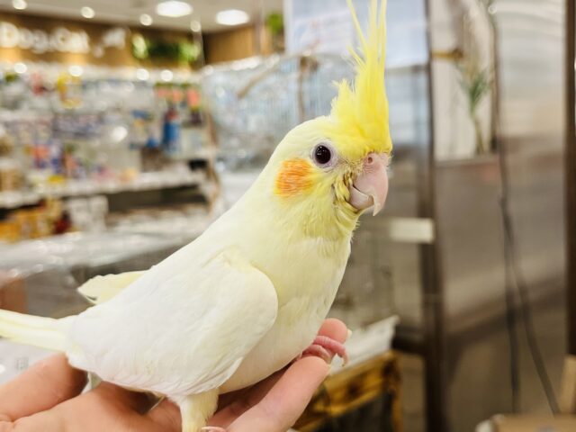 オカメインコ