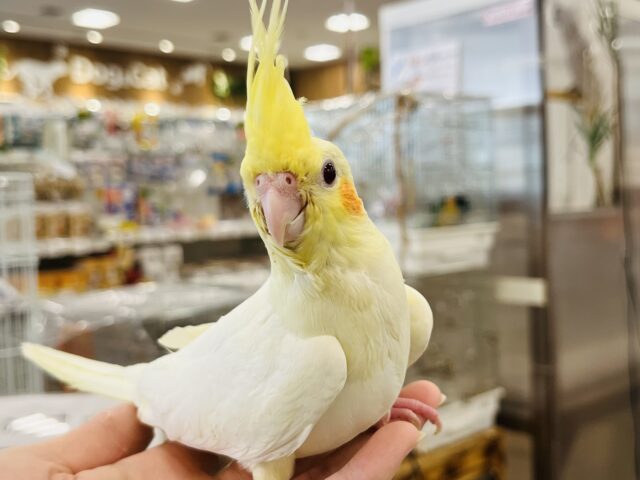 オカメインコ