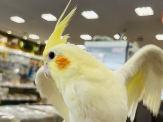 オカメインコ