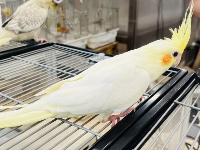 オカメインコ