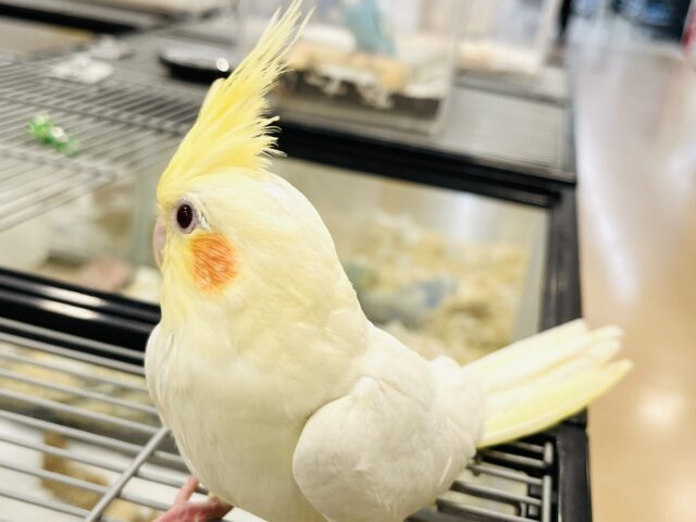 オカメインコ