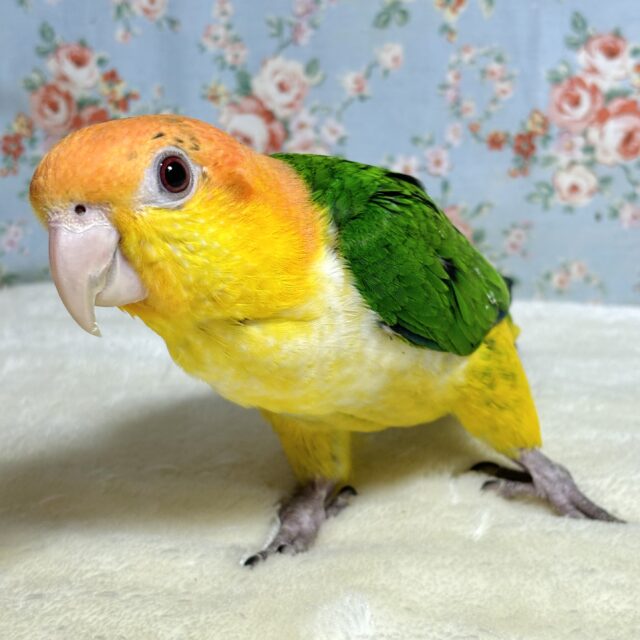 シロハラインコ