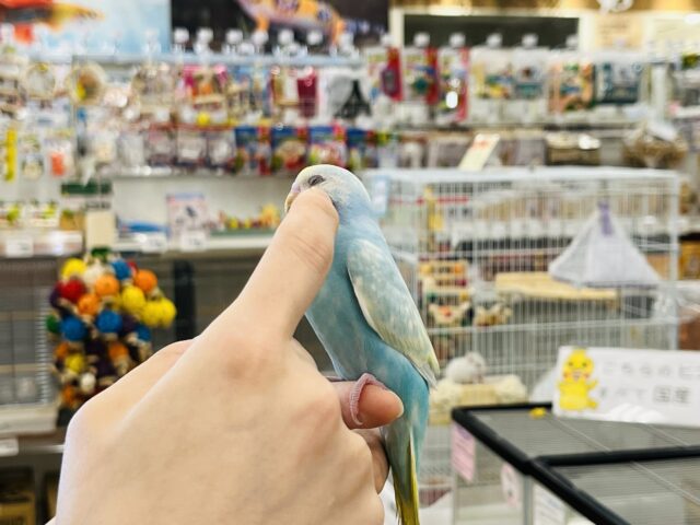 セキセイインコ