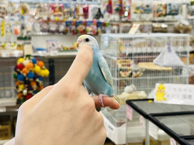 セキセイインコ