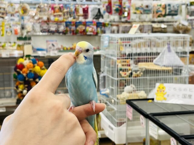 セキセイインコ