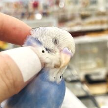 【あと1羽です🪶ひとり餌☆カキカキ◎】にぎやかカルテット🐣🫧セキセイインコ ヒナ