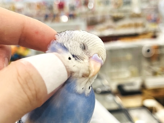 【あと1羽です🪶ひとり餌☆カキカキ◎】にぎやかカルテット🐣🫧セキセイインコ ヒナ