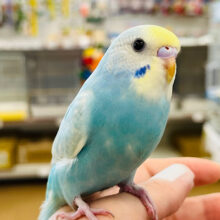 【最新画像更新🪄】メロメロ間違いなしのヒナちゃんです♡セキセイインコ(パステルレインボー) ヒナ