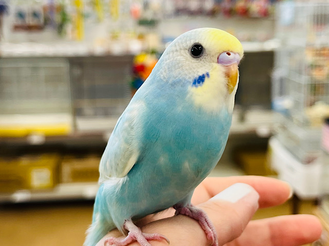 【最新画像更新🪄】メロメロ間違いなしのヒナちゃんです♡セキセイインコ(パステルレインボー) ヒナ