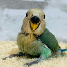 【最新画像更新🪄】可愛すぎるお顔に釘付け🪄コザクラインコ(シーグリーン) ヒナ