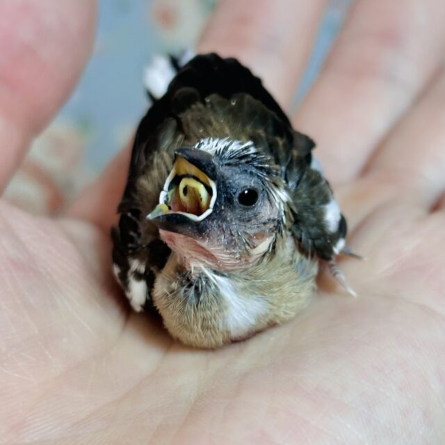 十姉妹（ジュウシマツ）