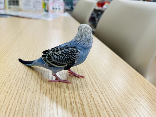 セキセイインコ