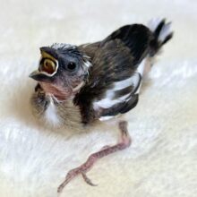 十姉妹   ひなちゃん 🐦*ﾟ+.*