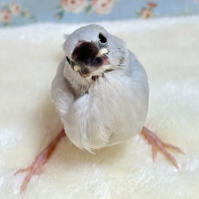 シルバー文鳥 💠🩶˚∗*ﾟ