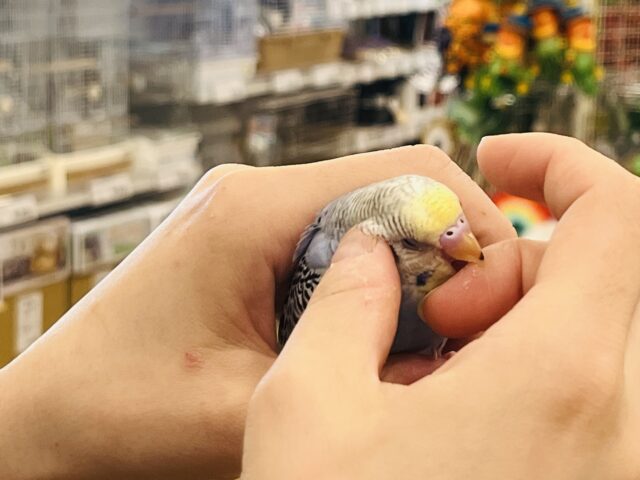 セキセイインコ