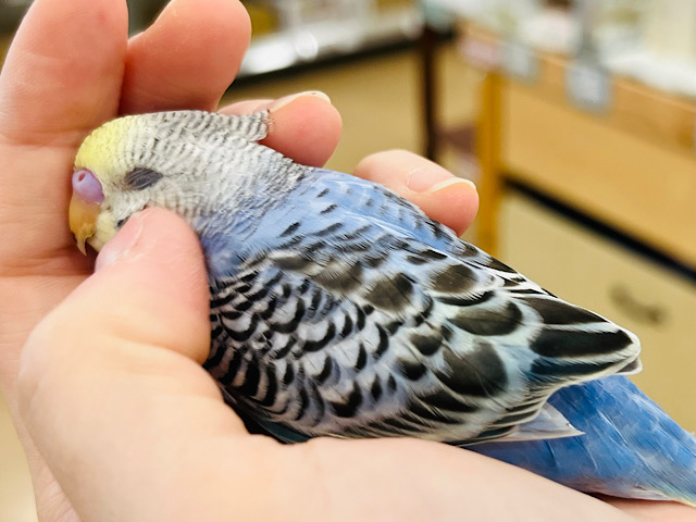 【最新画像更新🪄ひとり餌になりました！】ワタワタ天使がやって来た🧚‍♂️セキセイインコ(イエローフェイスオパーリン) ヒナ