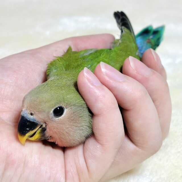 コザクラインコ ノーマル ‪🦜‬٭•。❁