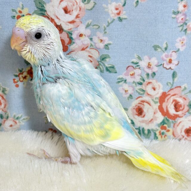 新メンバー登場!セキセイインコのヒナちゃんに会いに来てね🐤✨️ セキセイインコ