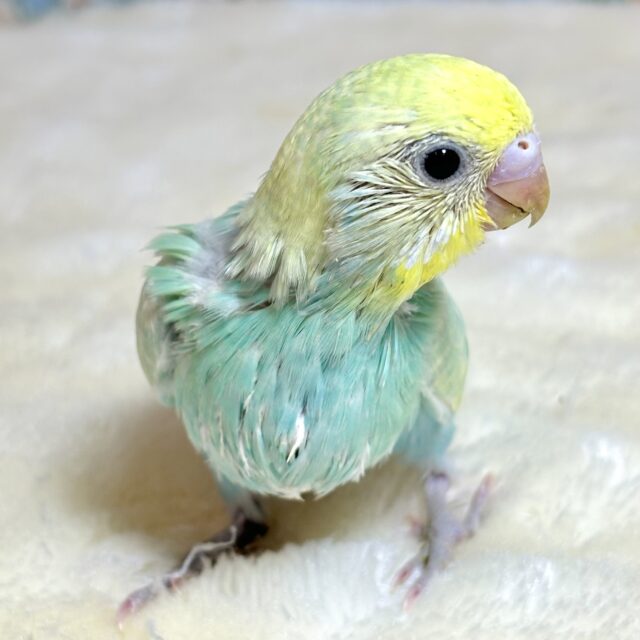 新メンバー登場!セキセイインコのヒナちゃんに会いに来てね🐤✨️ セキセイインコ