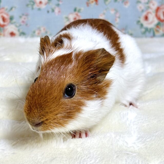 イングリッシュモルモット