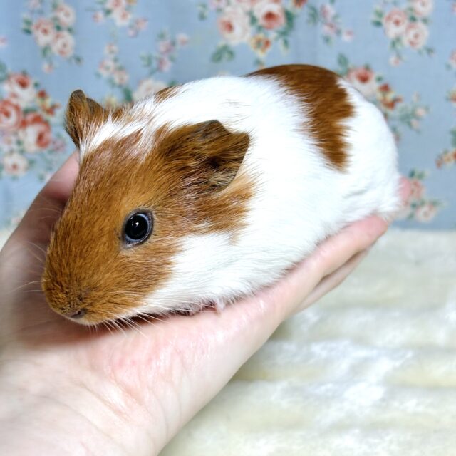 イングリッシュモルモット 茶×白 男の子 🤎🧡🤍٭•。❁ イングリッシュモルモット