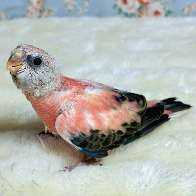 アキクサインコ（秋草インコ）